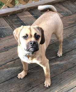 Rocky An Eight Month Old Beagle Pug Mix Is Looking For A Home