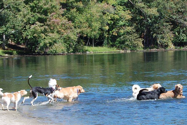 dogs-gone-wild