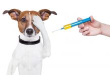 Free Rabies Clinic Offered in Boonton