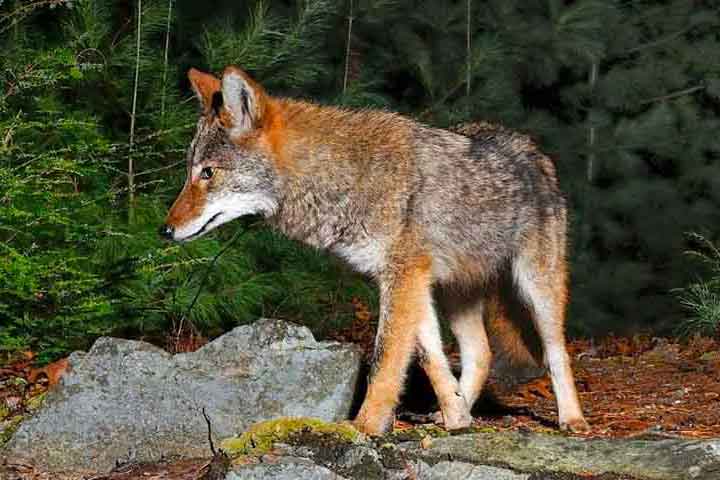 coyotes.jpg
