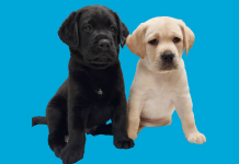 Wise Animal Rescue to Host Barknic Fundraiser in Montclair
