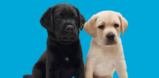 Wise Animal Rescue to Host Barknic Fundraiser in Montclair