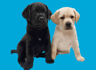 Wise Animal Rescue to Host Barknic Fundraiser in Montclair