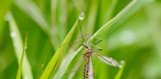 Mosquito Control Treatment Scheduled Monday Morning in East Hanover