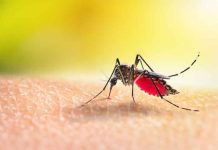 Mosquito control treatments scheduled in Jefferson Township, Florham Park