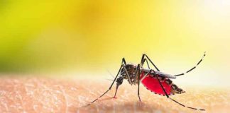 Mosquito control treatments scheduled in Jefferson Township, Florham Park