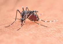 Mosquito Spraying Scheduled in Three Morris County Communities