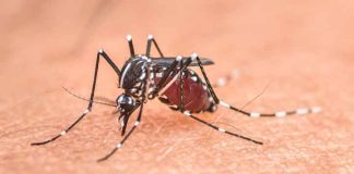 Morris County to Conduct Mosquito Spraying
