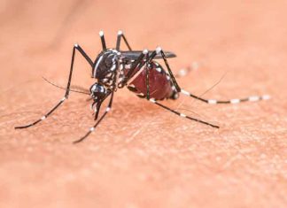 Mosquito Spraying Scheduled in Three Morris County Communities