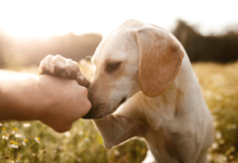 Calvary Presbyterian Church to Host Blessing of the Animals