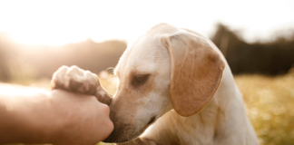Calvary Presbyterian Church to Host Blessing of the Animals