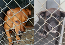 A Race Against Time: The Story of Macie and Mackley