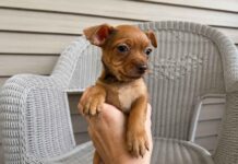 Meet Striker: Lake Hiawatha Rescue Seeks Home for Yorkie-Chihuahua Mix Puppy