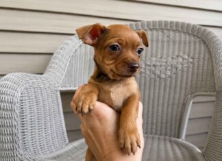 Meet Striker: Lake Hiawatha Rescue Seeks Home for Yorkie-Chihuahua Mix Puppy