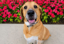 Meet Gunner Dixon, a Gentle Senior Dog Looking for a Loving Home