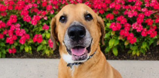 Meet Gunner Dixon, a Gentle Senior Dog Looking for a Loving Home