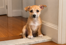 Meet Winger, a Puppy Looking for a Loving Home Through WISE