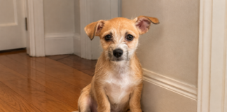 Meet Winger, a Puppy Looking for a Loving Home Through WISE