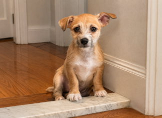 Meet Winger, a Puppy Looking for a Loving Home Through WISE