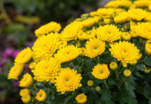 Garden Club Seeks to Beautify Downtown Madison With Yellow Mums
