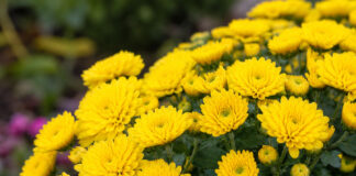 Garden Club Seeks to Beautify Downtown Madison With Yellow Mums