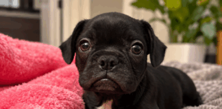 Meet Bruno Boogie: Playful Boston Terrier Puppy Looking for His Forever Home