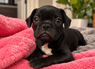 Meet Bruno Boogie: Playful Boston Terrier Puppy Looking for His Forever Home