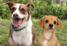 Land Rover Parsippany To Host Second Annual Pet Adoption And Family Fun Day
