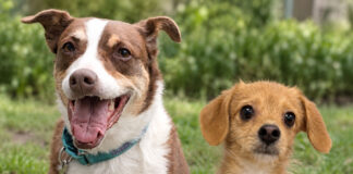 Land Rover Parsippany To Host Second Annual Pet Adoption And Family Fun Day