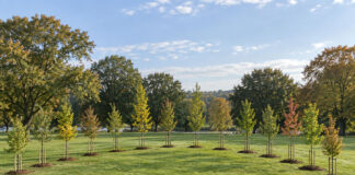 Thirteen Colony Trees to Be Planted at Central Park of Morris County for Nation’s 250th Anniversary