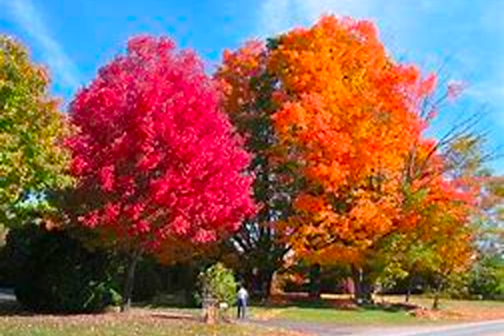 Celebrate Autumn with Dover Shade Tree Commission at the Fall ...